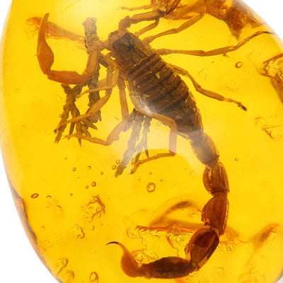 Insect Stone Scorpions Inclusion Amber Baltic Pendant